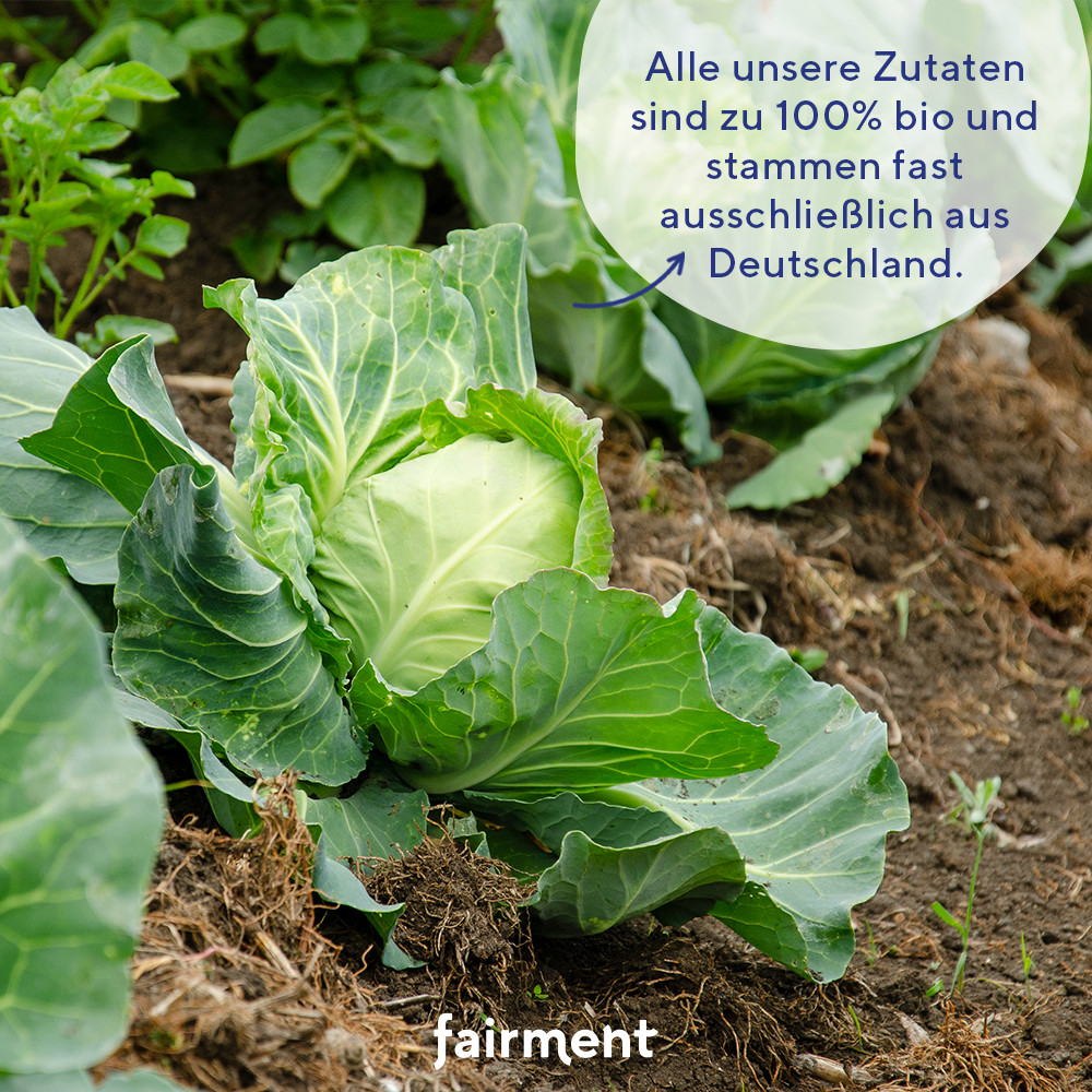 Rohkost, fairment, fermentiertes Kraut, Sauerkraut, Rotkohl, fermentierte Lebensmittel, fermentation, probiotisch, Kraut, Kultur Kraut, kimchi kaufen, veganes kimchi, kimchi, vegan, bio