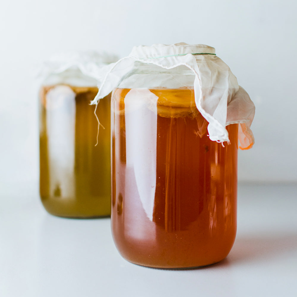 Kombucha, Kombucha Pilz, Scoby, Teepilz, Kombucha Kultur, Scoby kaufen, Kombucha Teepilz, Starterflüssigkeit, fermentiert, fermentation, fairment